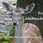 Weihnachtskarte mit Motiv Wildpark Poing