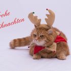 Weihnachtskater