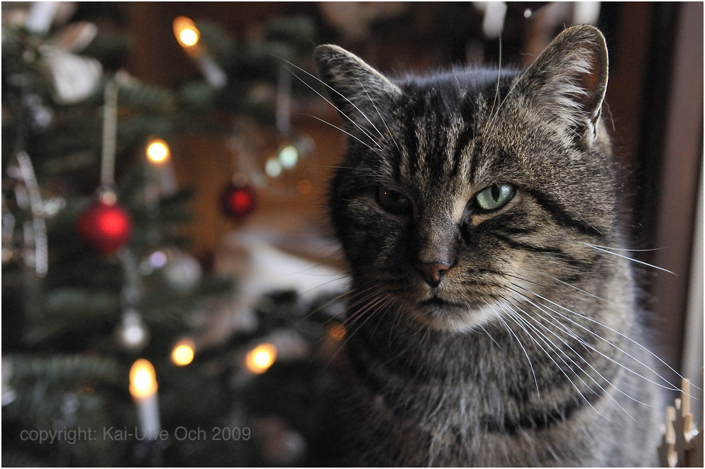 Weihnachtskatze