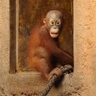 Weihnachtskind mit feuerroten Haaren - Orang-Utan Nachwuchs -