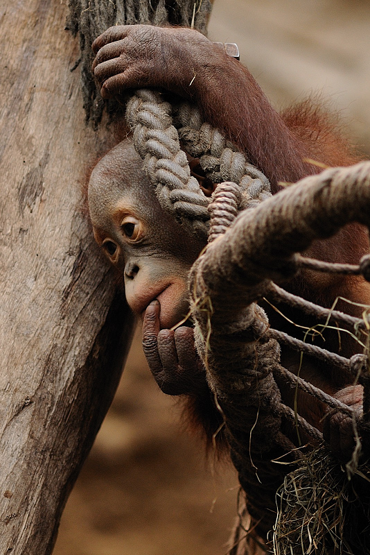 Weihnachtskind mit feuerroten Haaren - Orang-Utan Nachwuchs - II