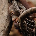 Weihnachtskind mit feuerroten Haaren - Orang-Utan Nachwuchs - II