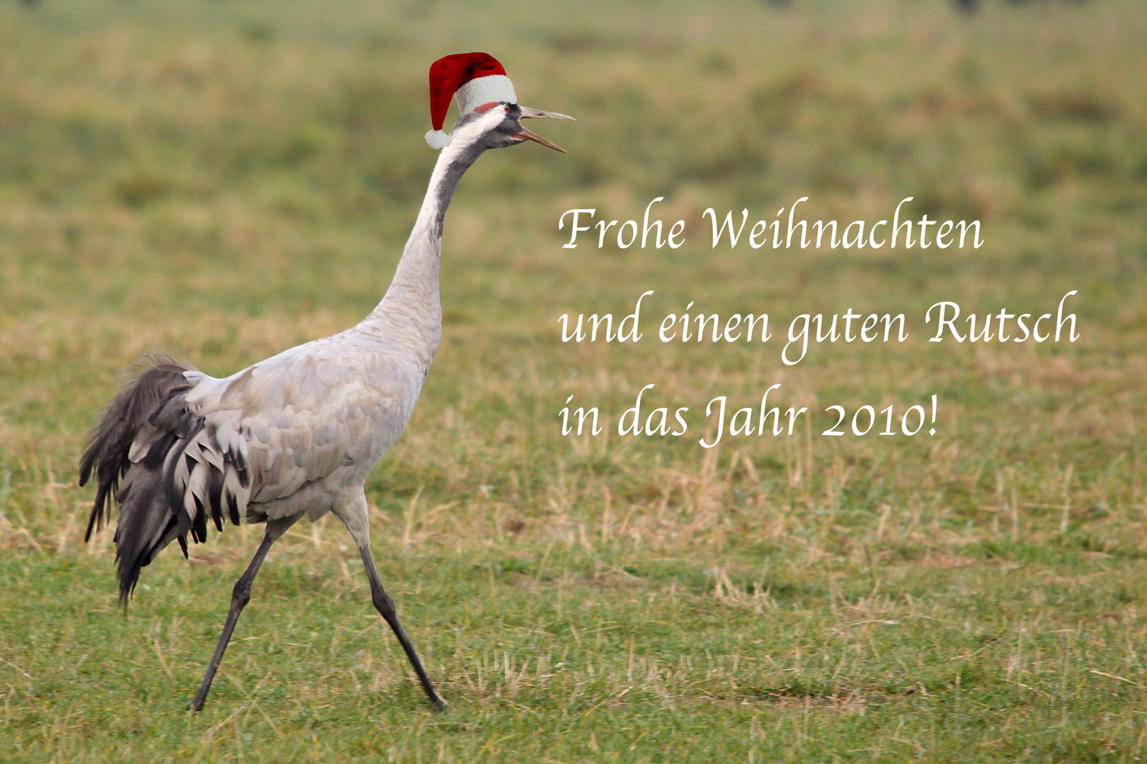 Weihnachtskranich