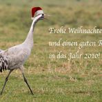 Weihnachtskranich