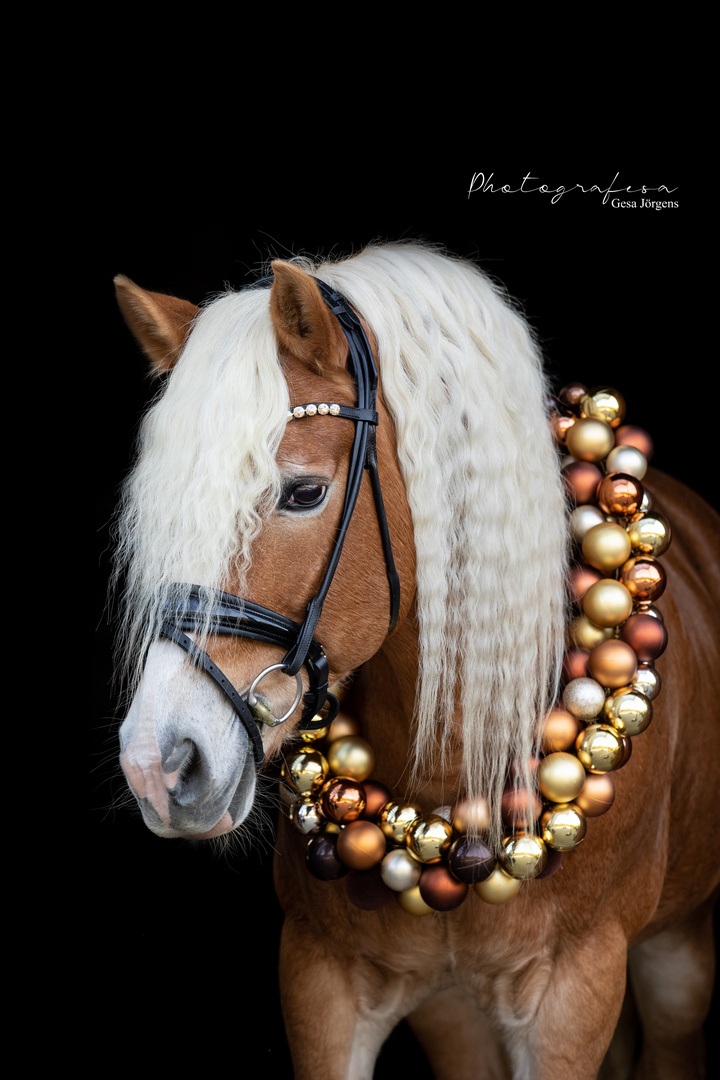 Weihnachtskranz Shooting