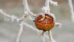 weihnachtskugel