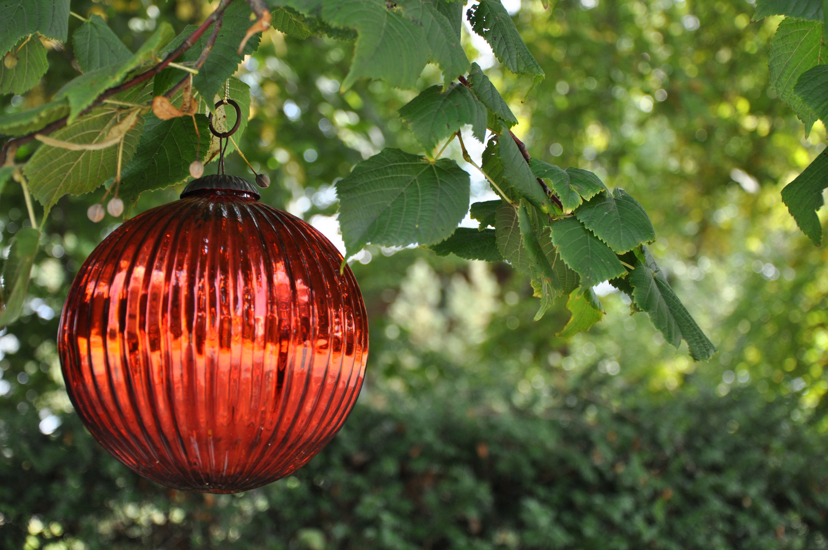 Weihnachtskugel im Laubbaum in Ostholstein