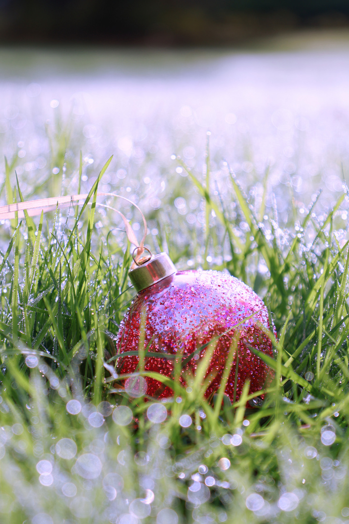 Weihnachtskugel im Tau