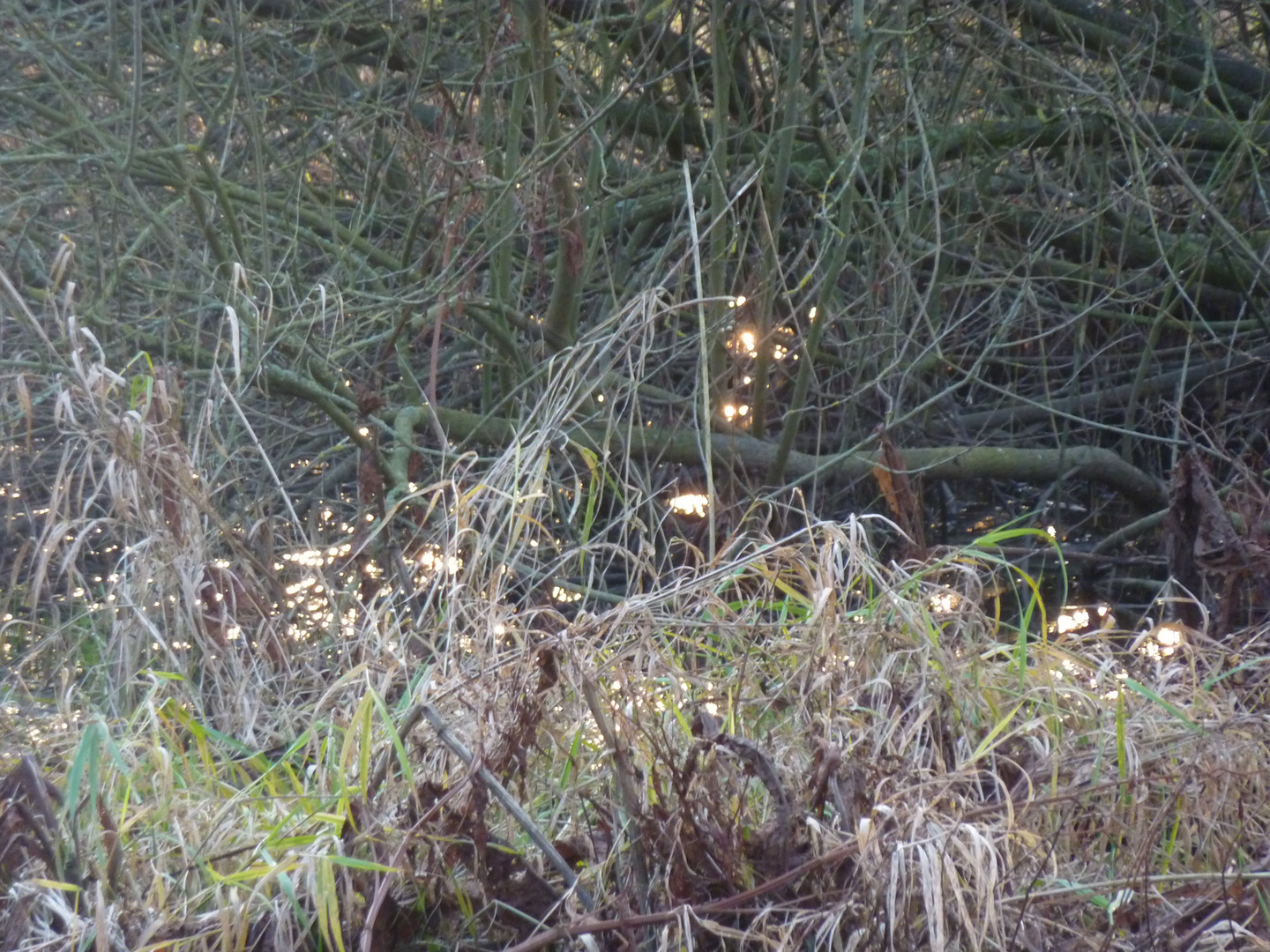 Weihnachtslichter am See