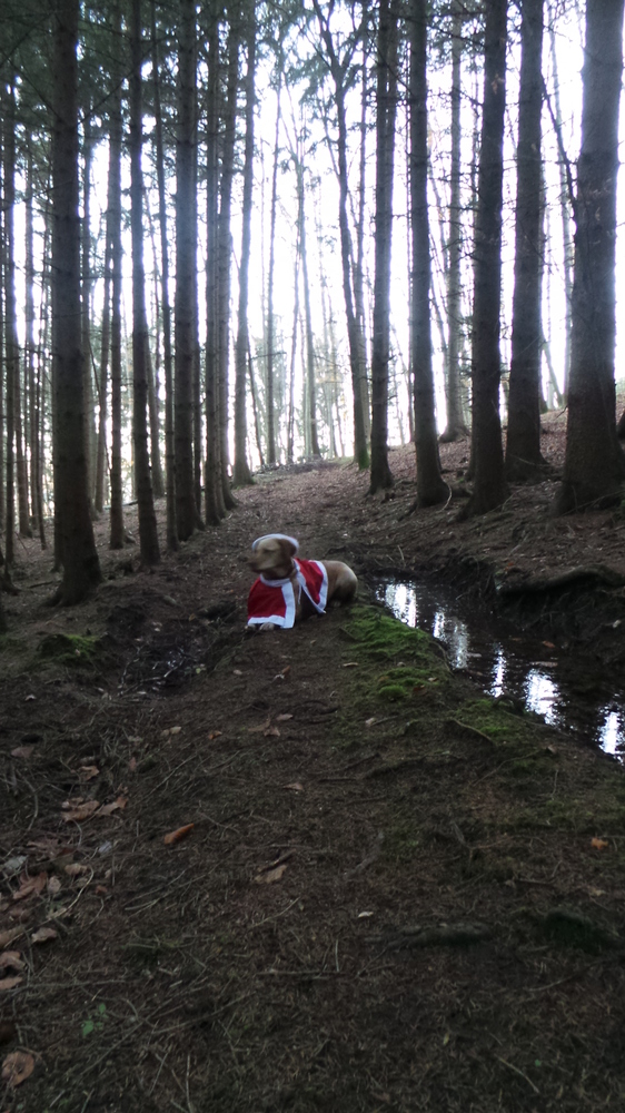 Weihnachtsmann Suchhund - erfolgreich ....