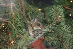 Weihnachtsmaus