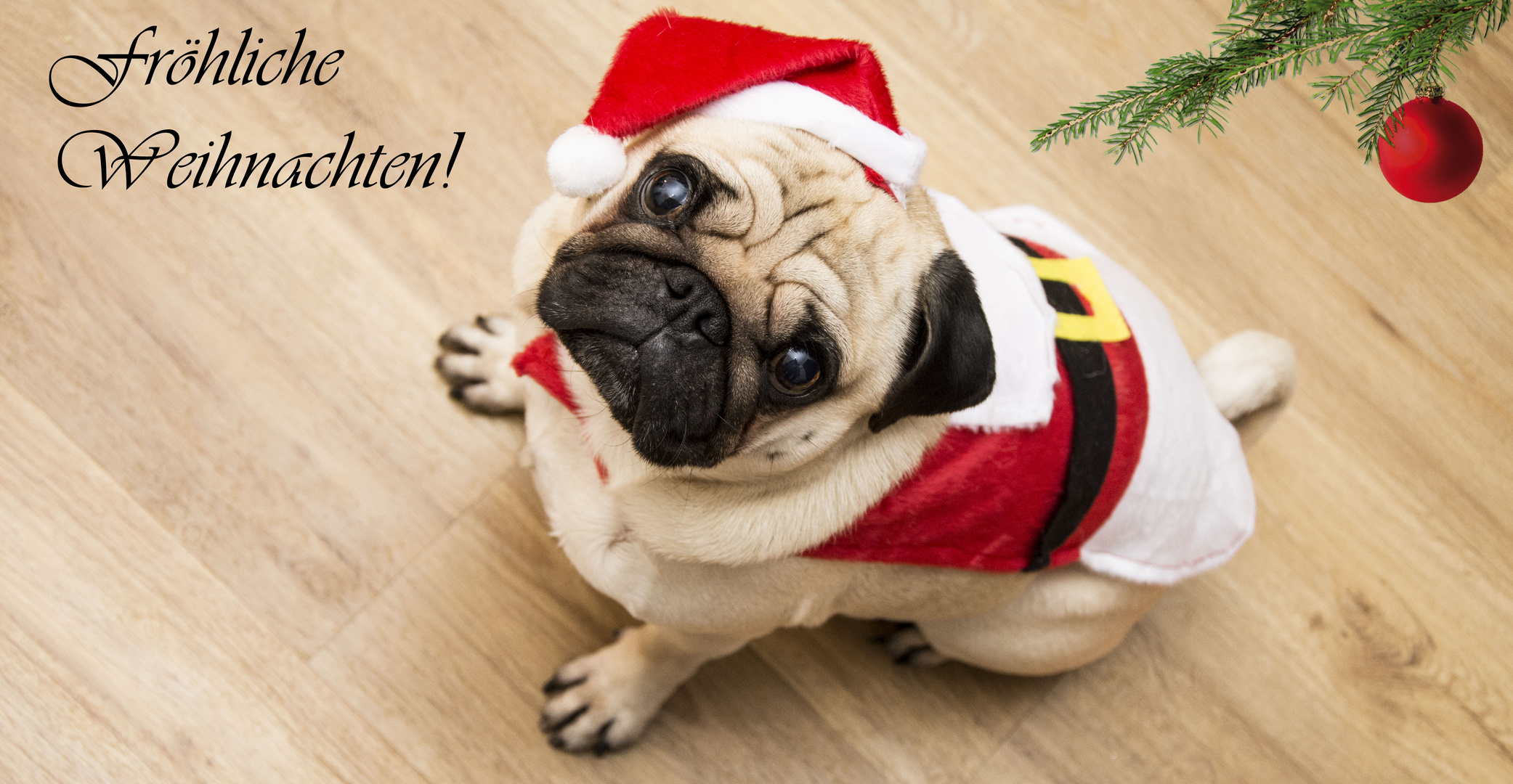 Weihnachtsmops Foto & Bild tiere, haustiere, hunde Bilder auf