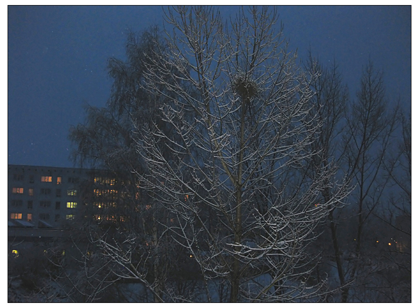 Weihnachtsmorgen