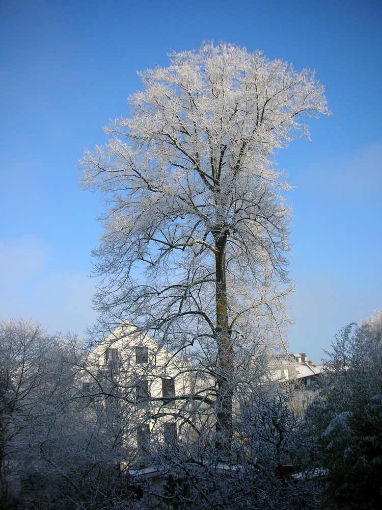 Weihnachtsmorgen