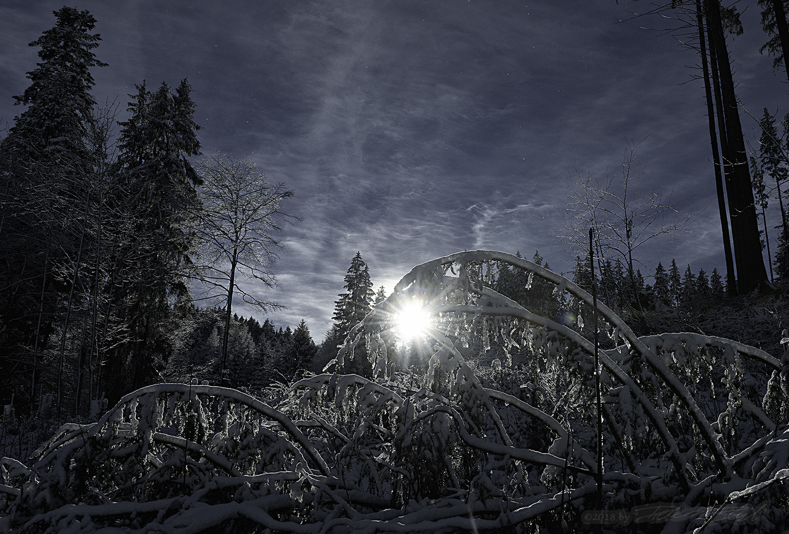 Weihnachtsmorgen im Wald