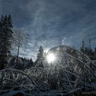 Weihnachtsmorgen im Wald