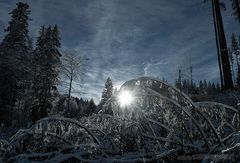 Weihnachtsmorgen im Wald