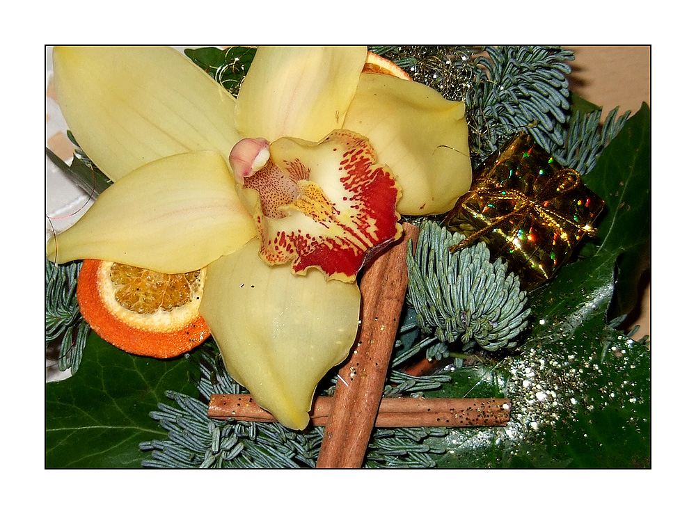 Weihnachtsorchidee