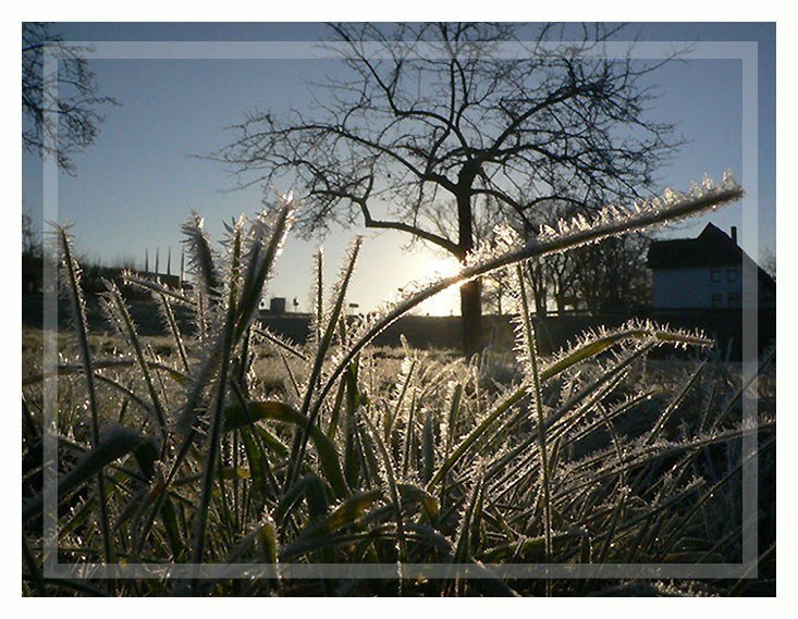 Weihnachtsraureif im Gegenlicht