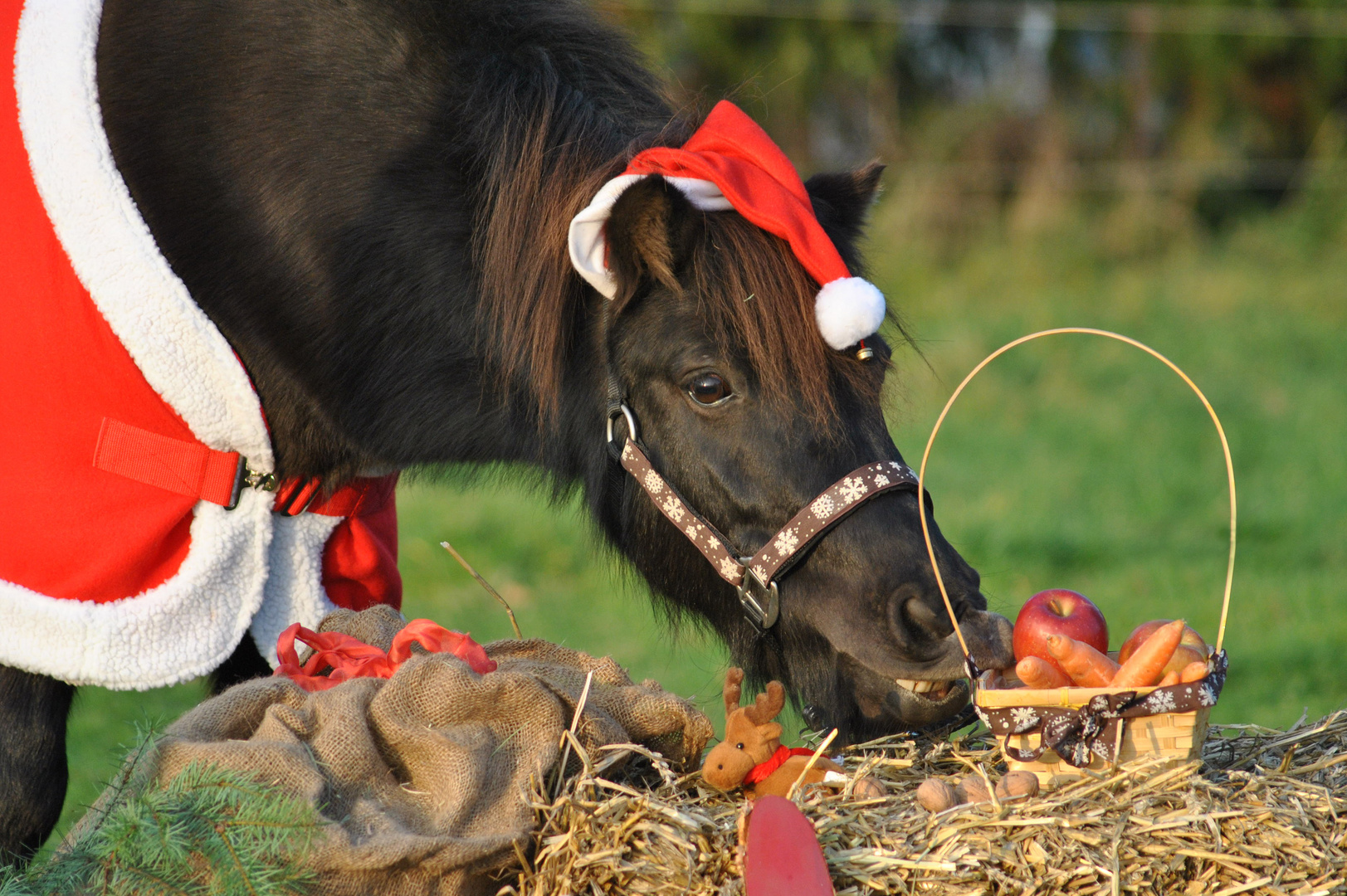 Weihnachtsshooting