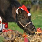 Weihnachtsshooting