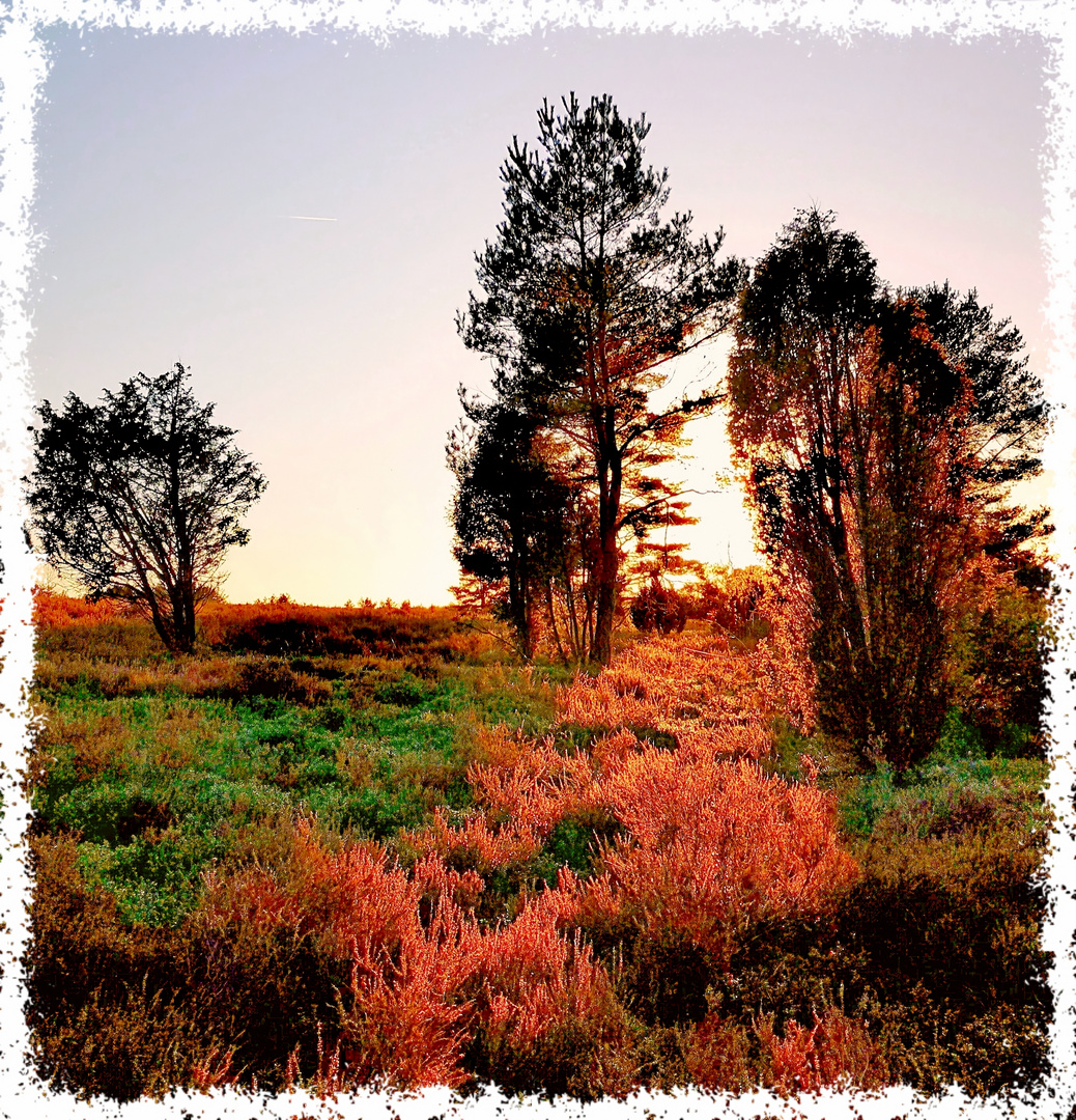 Weihnachtssonne in der Heide