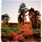 Weihnachtssonne in der Heide