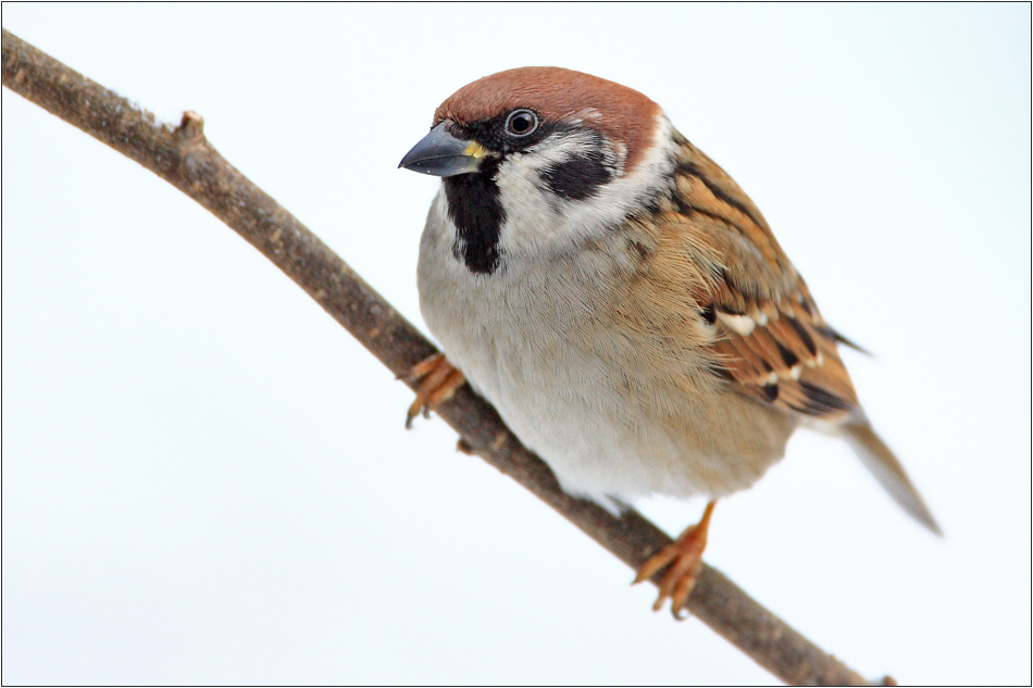 Weihnachtsspatz