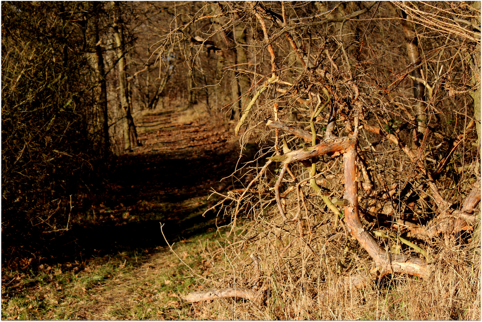 Weihnachtsspaziergang 2013