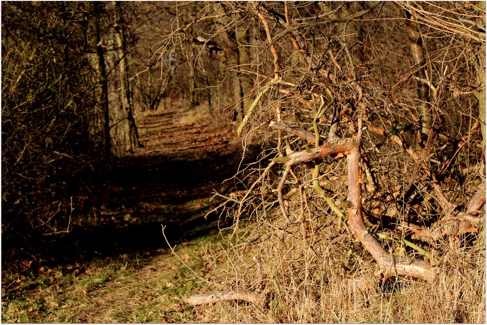 Weihnachtsspaziergang 2013