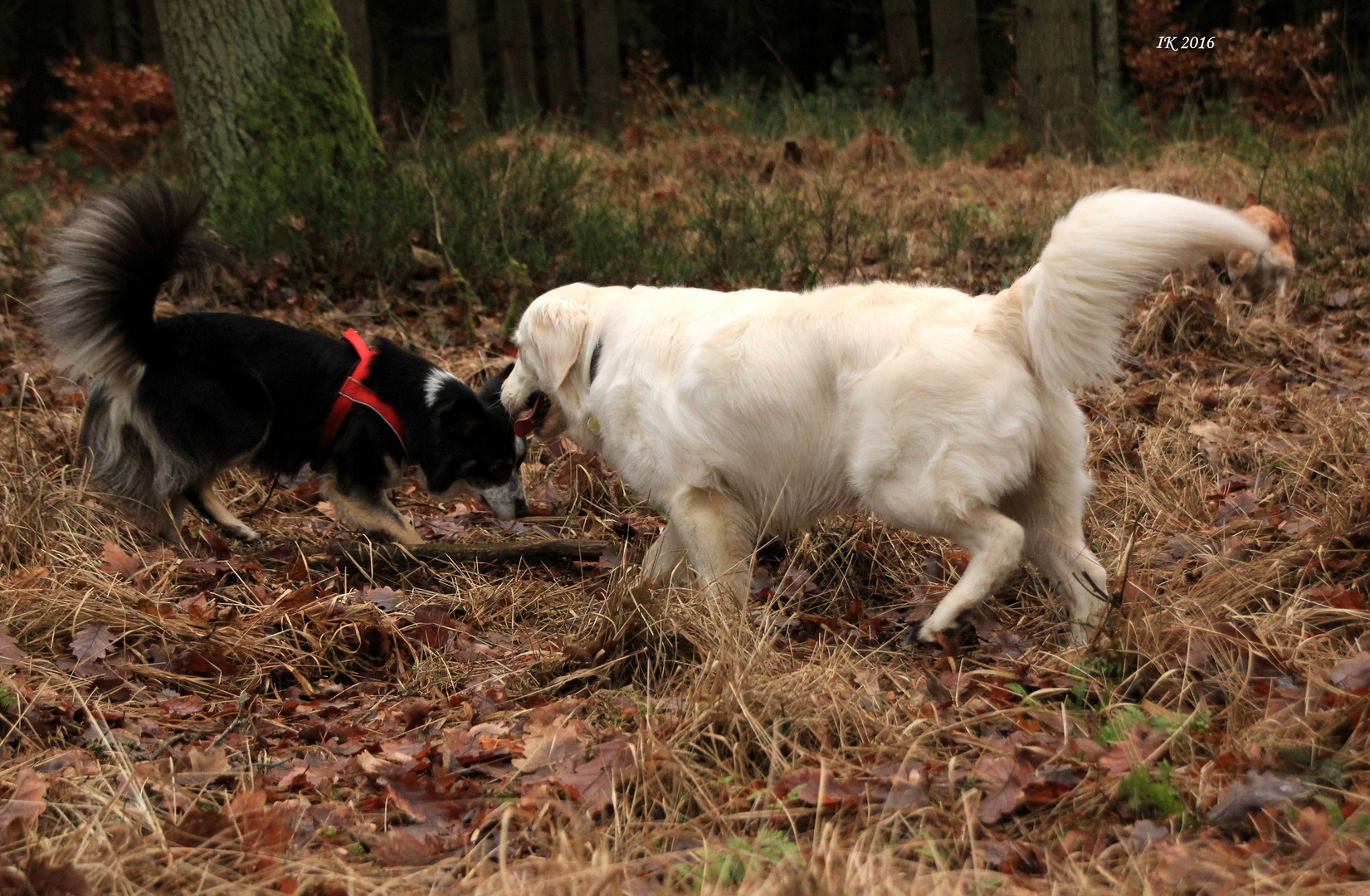 Weihnachtsspaziergang