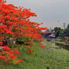 Weihnachtsspaziergang am Khlong