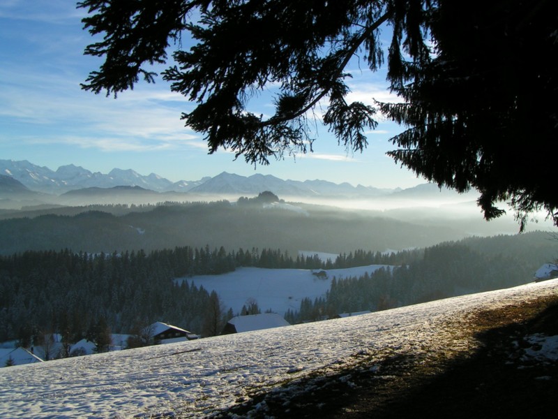 Weihnachtsspaziergang am Waldrand