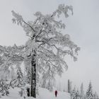 Weihnachtsspaziergang auf dem Weg zum Gipfel des Lusen....