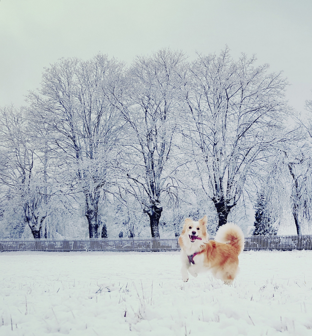 Weihnachtsspaziergang