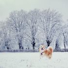 Weihnachtsspaziergang