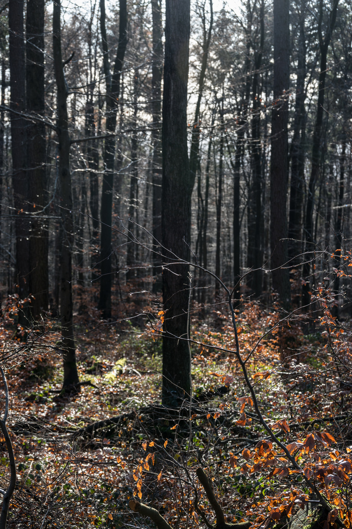 Weihnachtsspaziergang im Taunus - 2