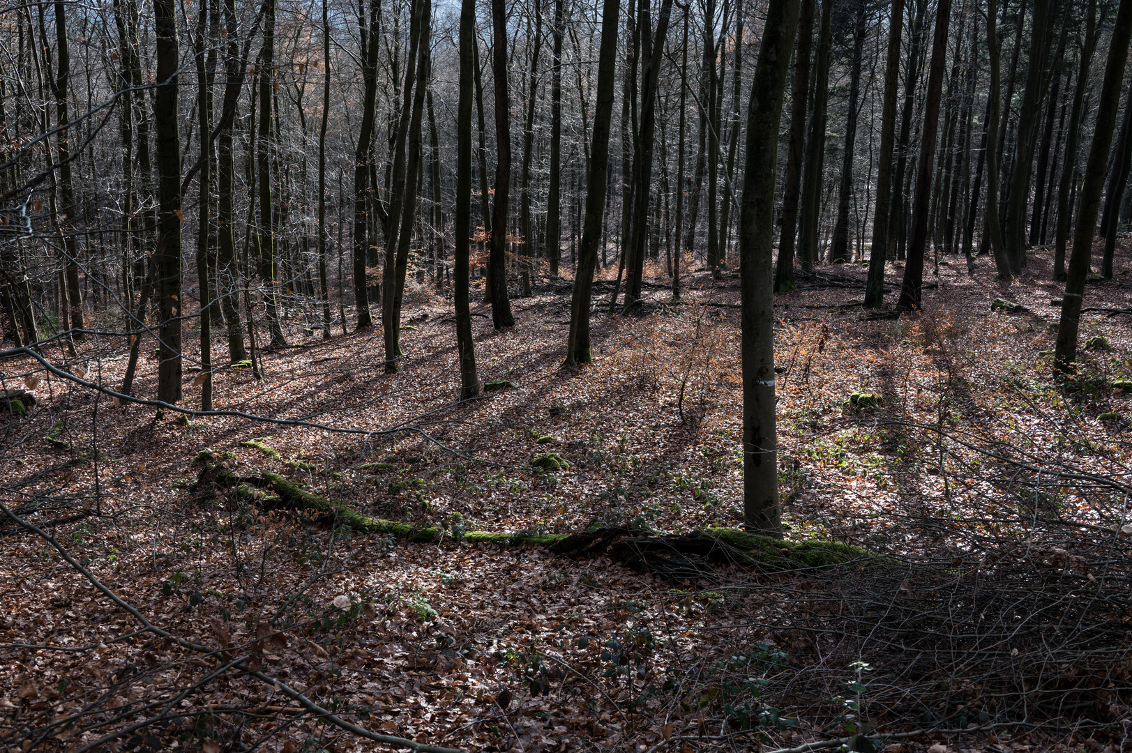 Weihnachtsspaziergang im Taunus