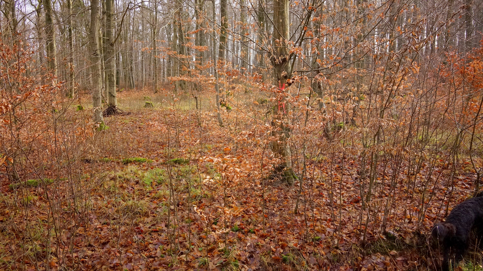 Weihnachtsspaziergang mit Wicky-Emily (paseo de Navidad con Wicky-Emily)