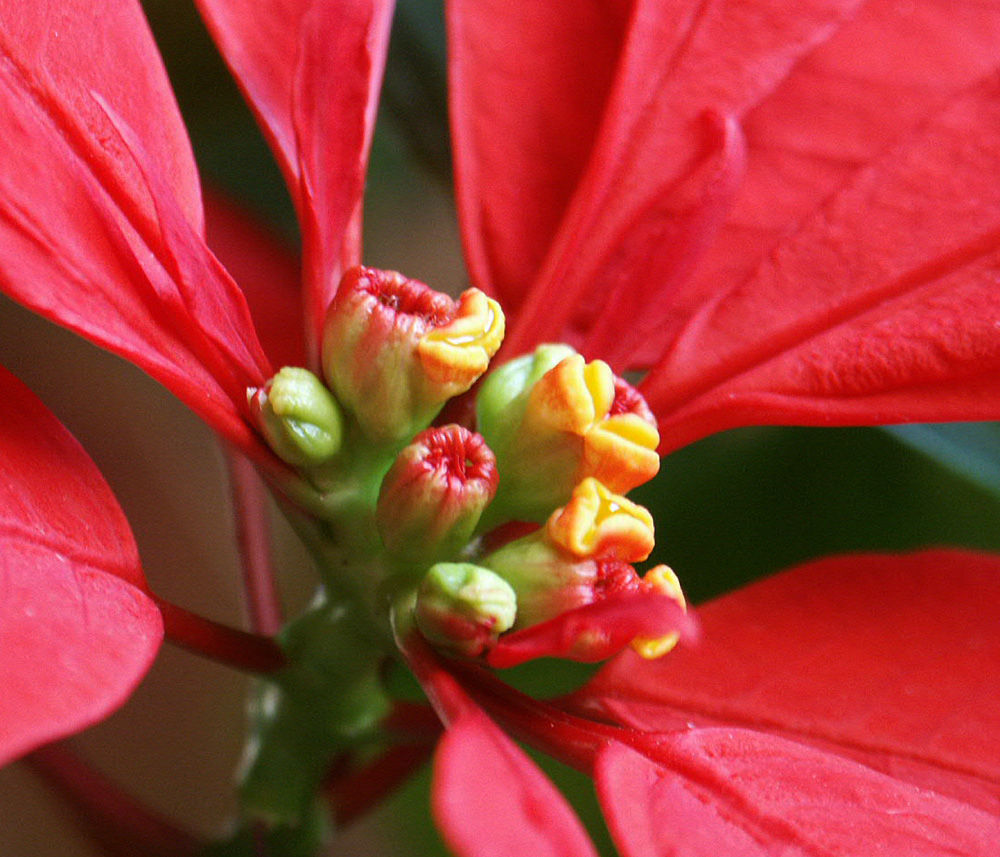 Weihnachtsstern