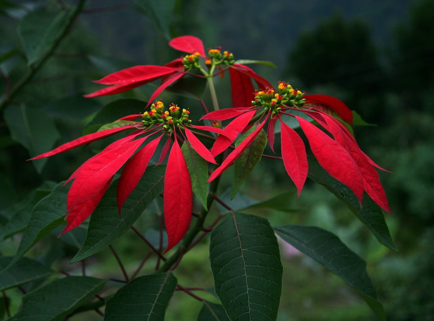 Weihnachtsstern