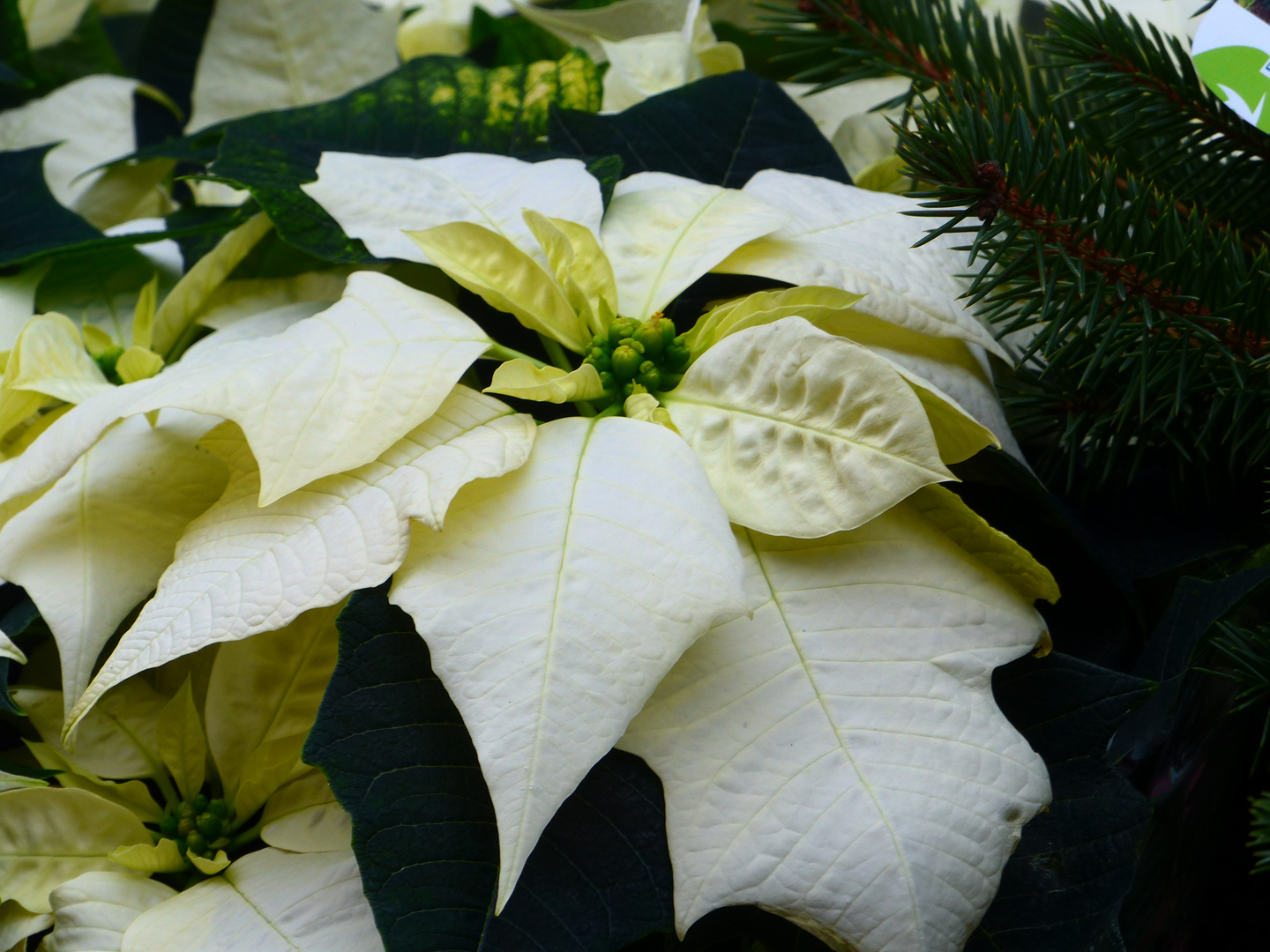  Weihnachtsstern Foto &amp; Bild pflanzen, pilze