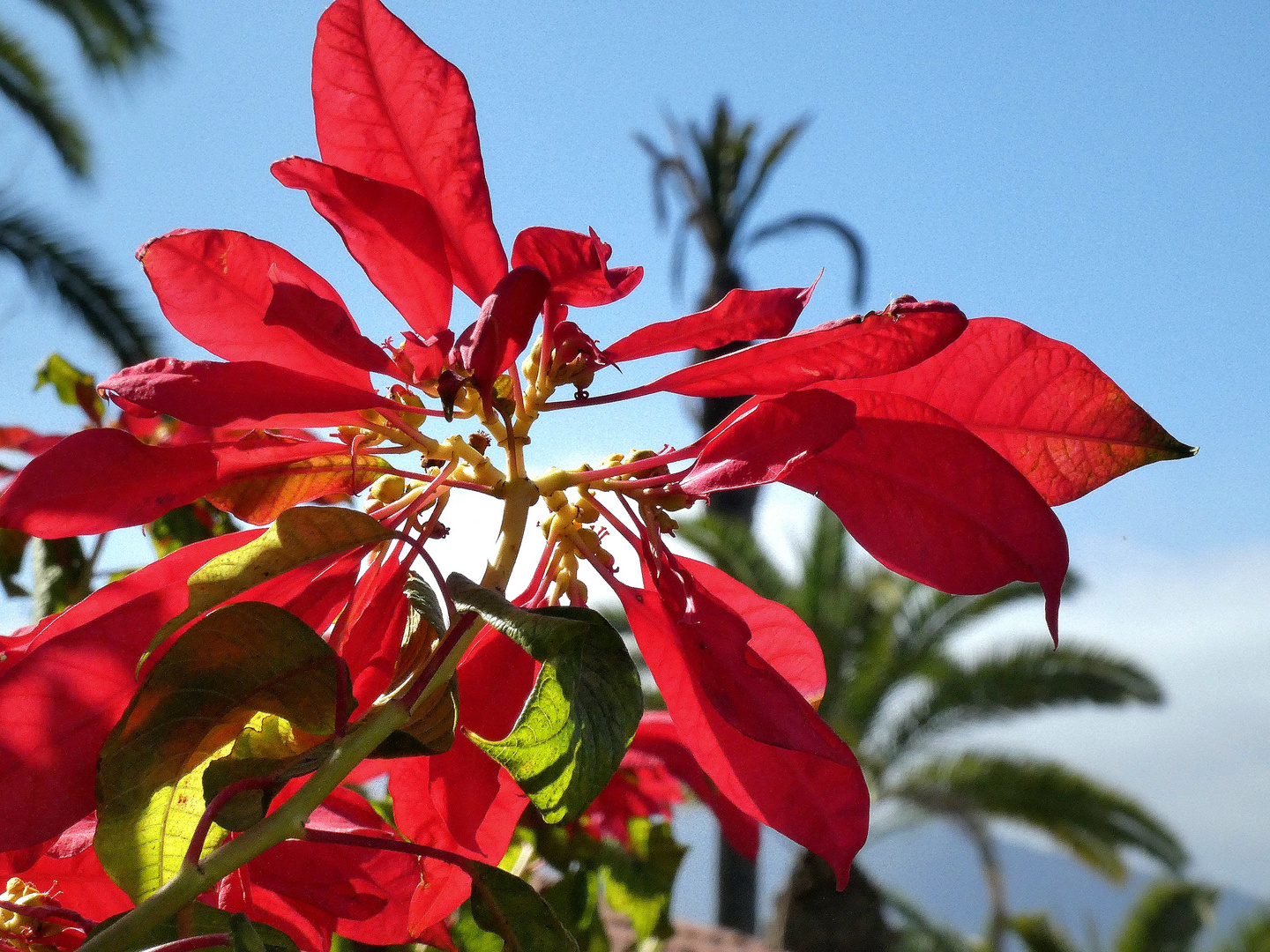 Weihnachtsstern