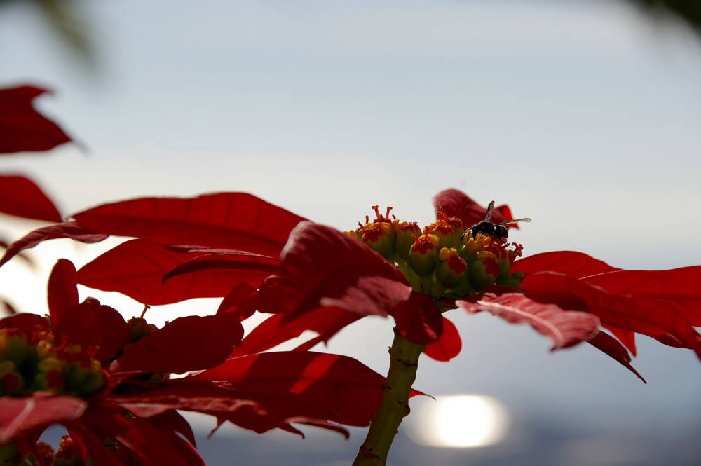 Weihnachtsstern