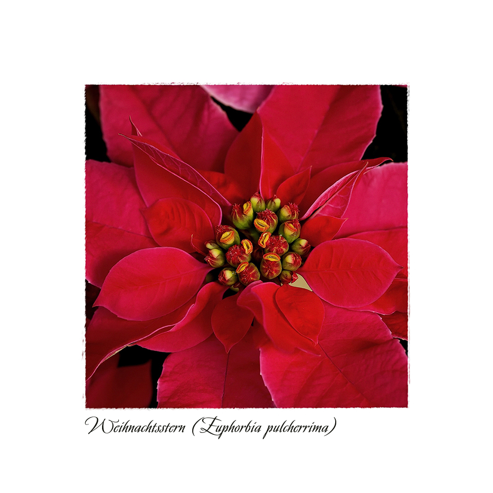 Weihnachtsstern - Euphorbia pulcherrima