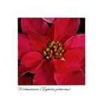 Weihnachtsstern - Euphorbia pulcherrima