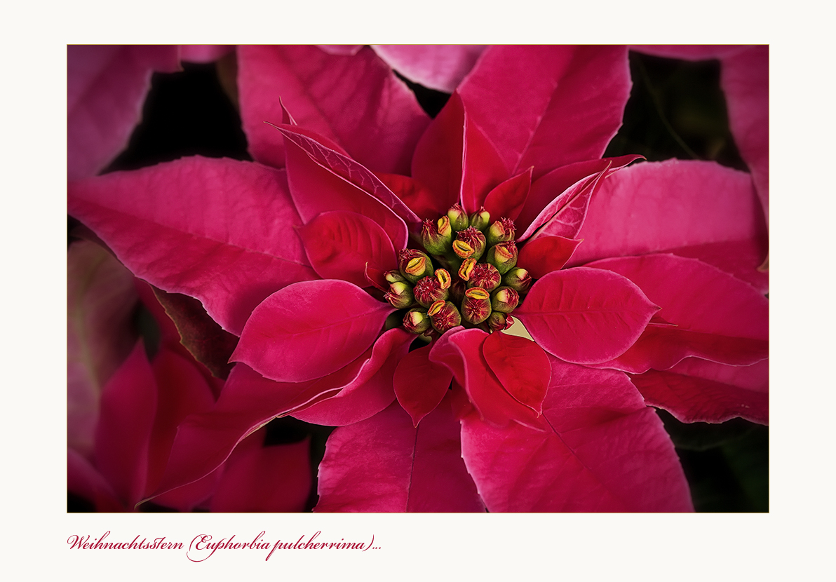 Weihnachtsstern - Euphorbia pulcherrima