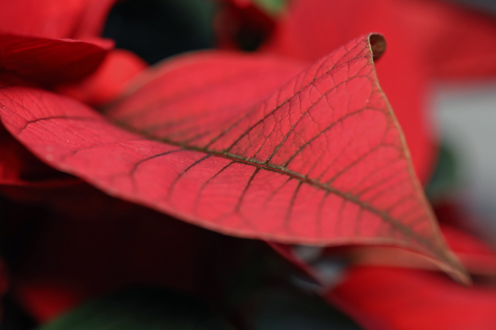 Weihnachtsstern (Euphorbia pulcherrima)