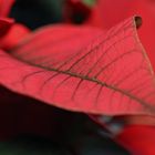 Weihnachtsstern (Euphorbia pulcherrima)