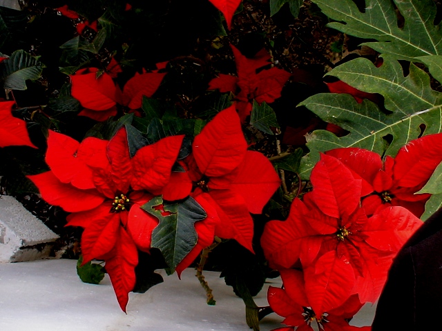 Weihnachtsstern Im Garten Foto Bild Pflanzen Pilze Flechten